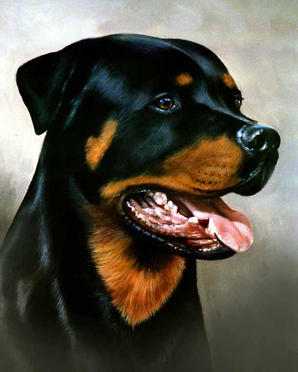 Rottweiler Dog